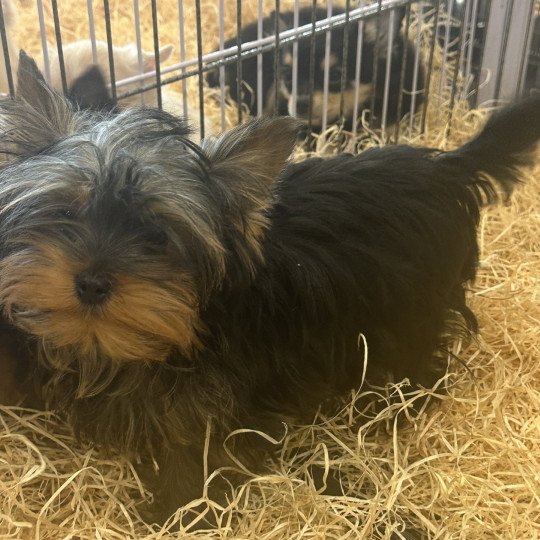 chiot Yorkshire terrier VALÉRIO york Domaine de la Chantelaie
