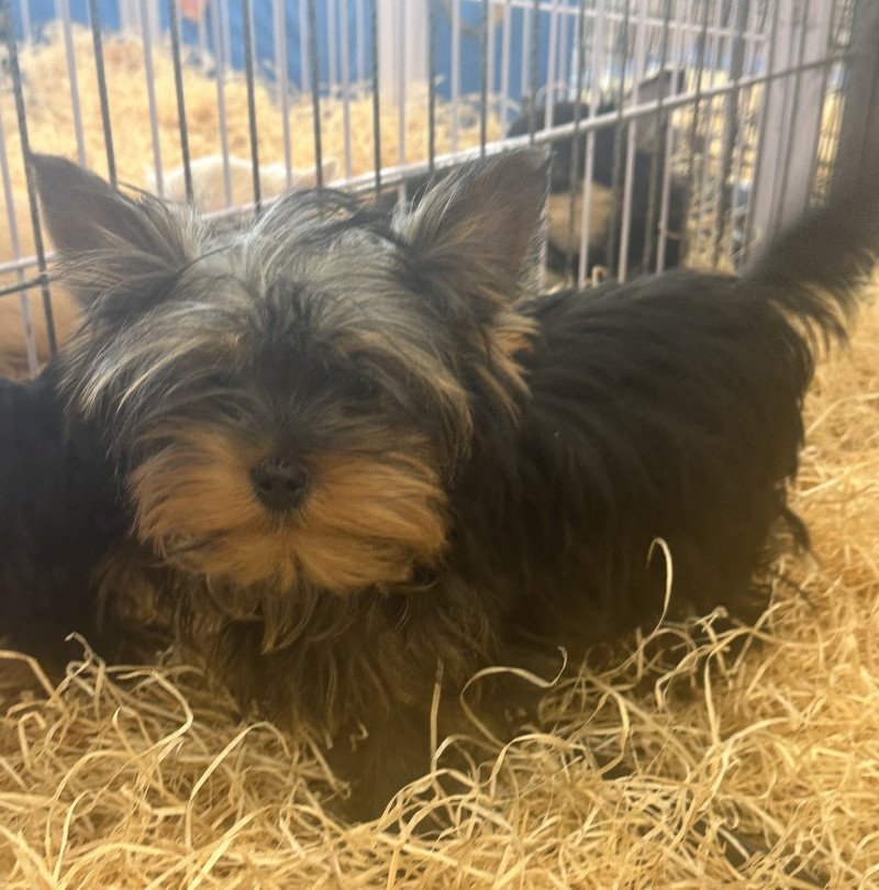 VALÉRIO york Mâle Yorkshire terrier