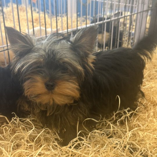 VALÉRIO york Mâle Yorkshire terrier