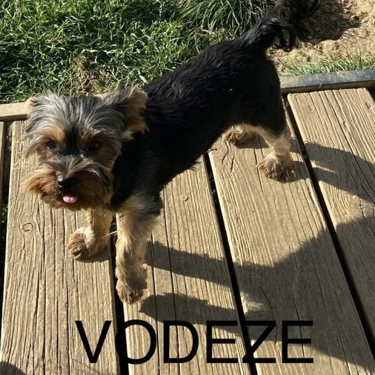 chien Yorkshire terrier VODEZE Domaine de la Chantelaie