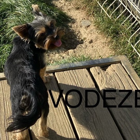 chien Yorkshire terrier VODEZE Domaine de la Chantelaie