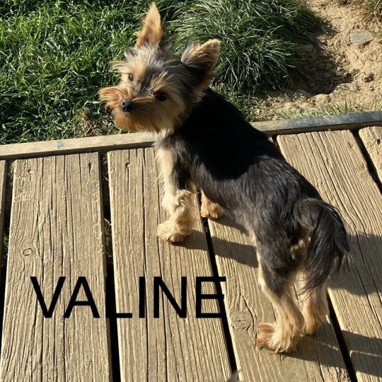 chien Yorkshire terrier VALINE Domaine de la Chantelaie