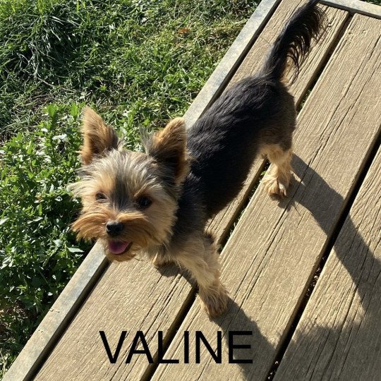 chien Yorkshire terrier VALINE Domaine de la Chantelaie