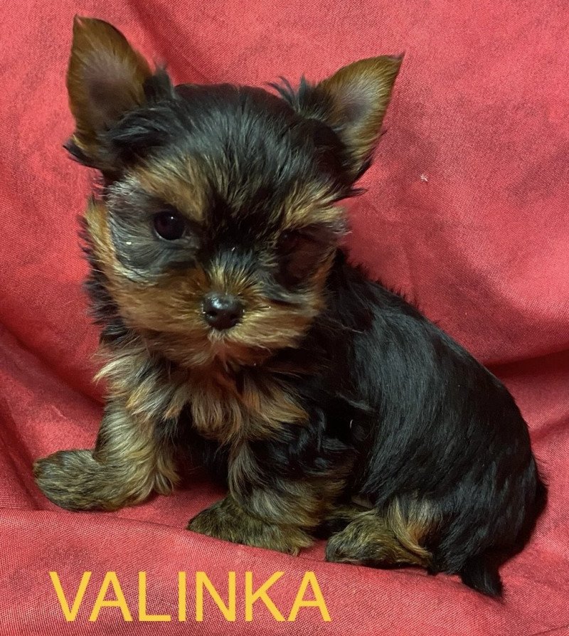VALINKA york Femelle Yorkshire terrier