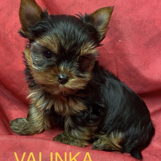 VALINKA york Femelle Yorkshire terrier
