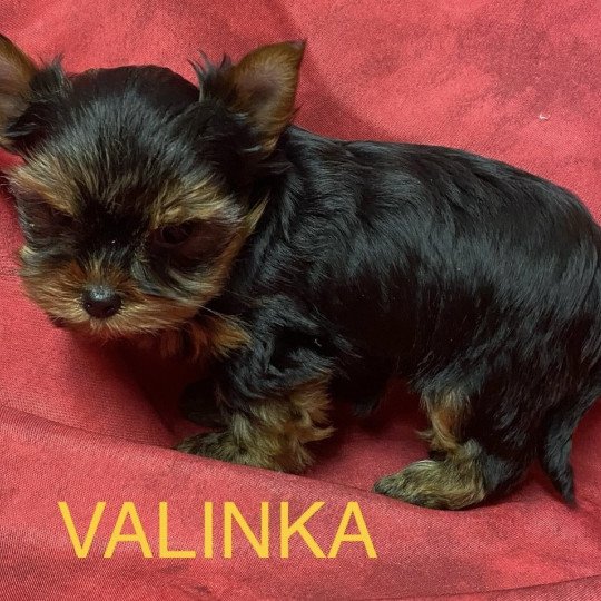 chiot Yorkshire terrier VALINKA york à réserver Domaine de la Chantelaie