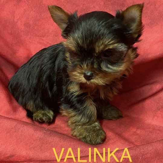 chiot Yorkshire terrier VALINKA york à réserver Domaine de la Chantelaie