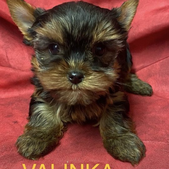 chiot Yorkshire terrier VALINKA york à réserver Domaine de la Chantelaie