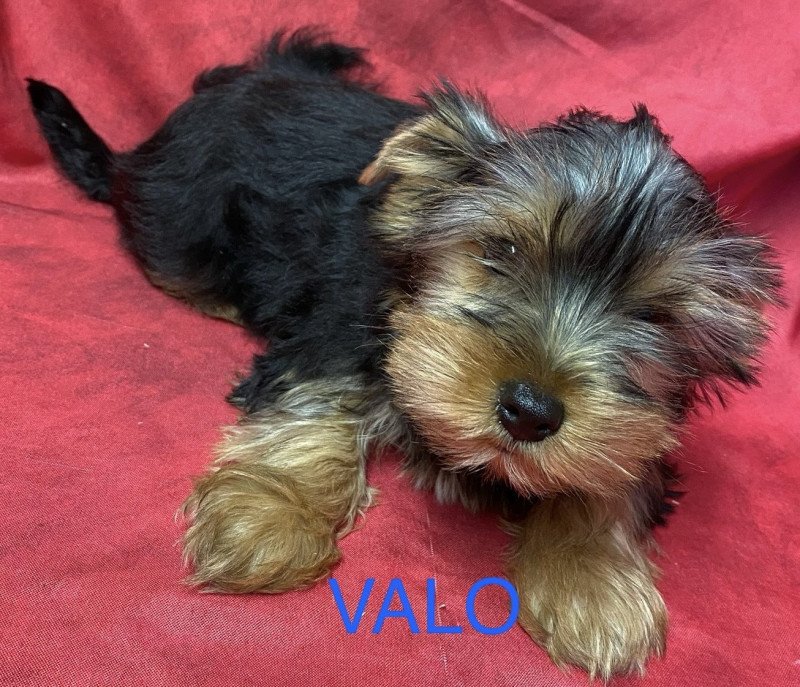 VALO york Mâle Yorkshire terrier