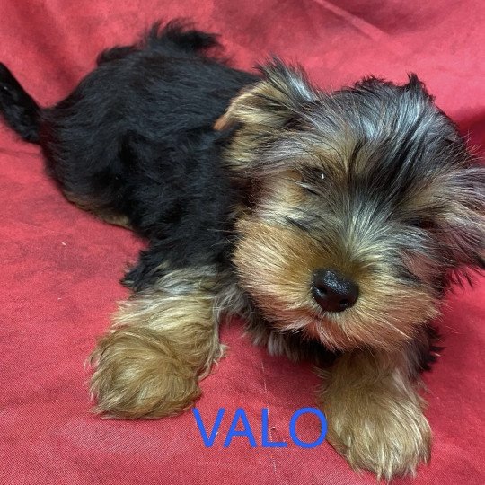 chiot Yorkshire terrier VALO york Domaine de la Chantelaie