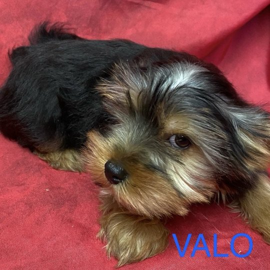 chiot Yorkshire terrier VALO york Domaine de la Chantelaie