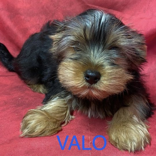 chiot Yorkshire terrier VALO york Domaine de la Chantelaie