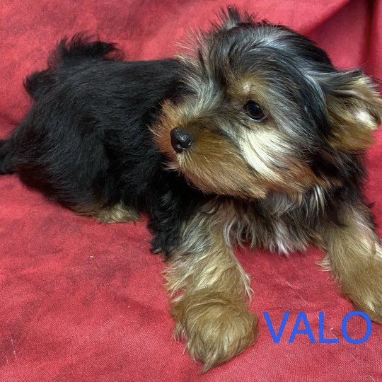 chiot Yorkshire terrier VALO york Domaine de la Chantelaie