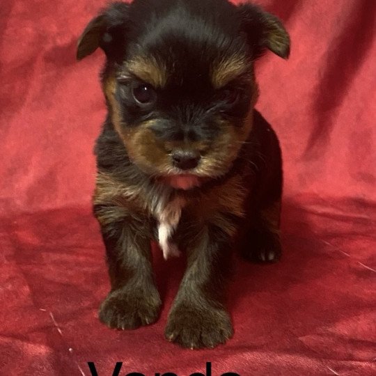 VANDA york à réserver Femelle Yorkshire terrier