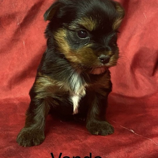 chiot Yorkshire terrier VANDA york Domaine de la Chantelaie