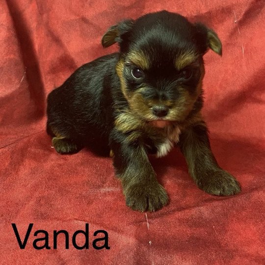 chiot Yorkshire terrier VANDA york Domaine de la Chantelaie