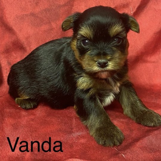 chiot Yorkshire terrier VANDA york Domaine de la Chantelaie