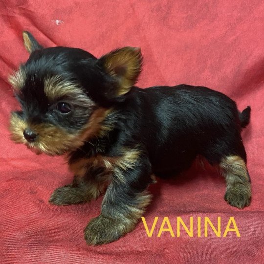 chiot Yorkshire terrier VANINA york à réserver Domaine de la Chantelaie