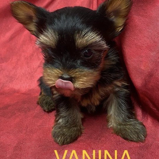 chiot Yorkshire terrier VANINA york à réserver Domaine de la Chantelaie