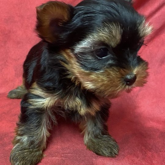 chiot Yorkshire terrier VANINA york à réserver Domaine de la Chantelaie