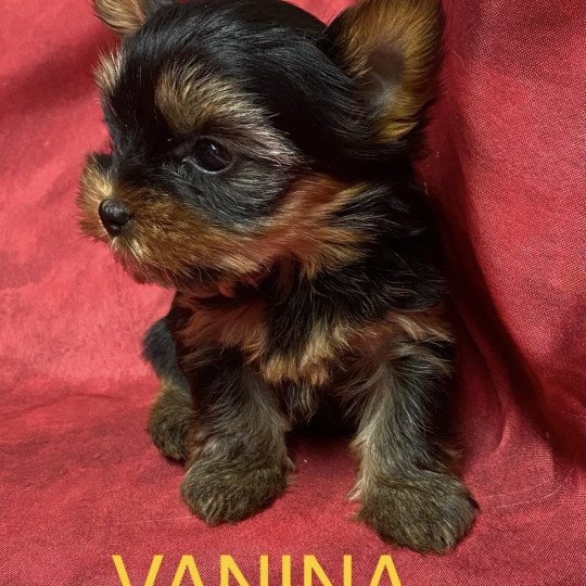 chiot Yorkshire terrier VANINA york à réserver Domaine de la Chantelaie