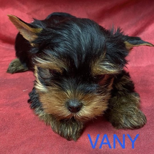 chiot Yorkshire terrier VANY york à réserver Domaine de la Chantelaie