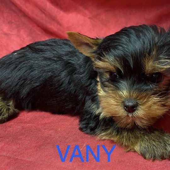 chiot Yorkshire terrier VANY york à réserver Domaine de la Chantelaie