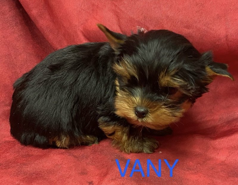 VANY york à réserver Mâle Yorkshire terrier
