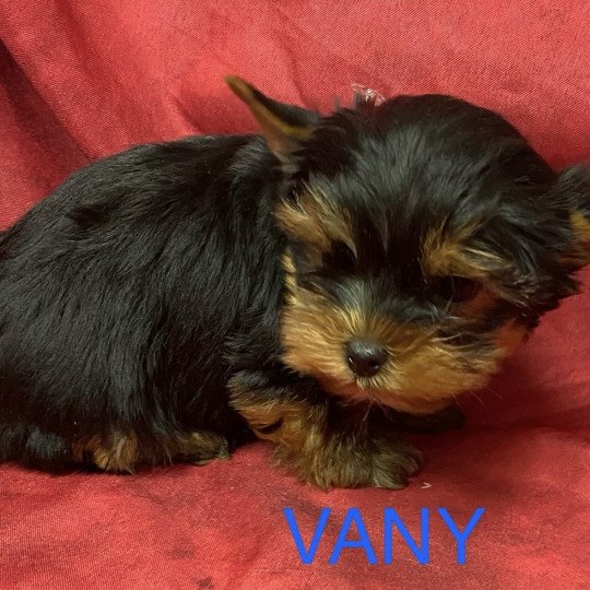 chiot Yorkshire terrier VANY york à réserver Domaine de la Chantelaie