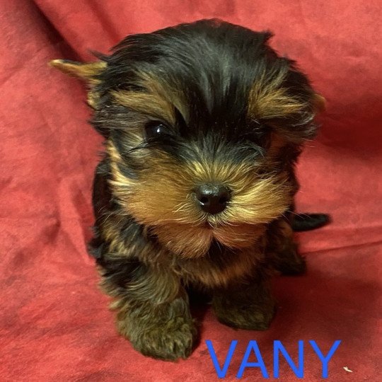 chiot Yorkshire terrier VANY york à réserver Domaine de la Chantelaie