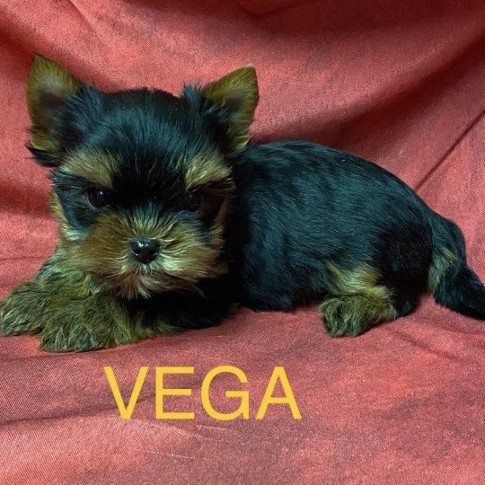 chiot Yorkshire terrier VEGA york à réserver Domaine de la Chantelaie
