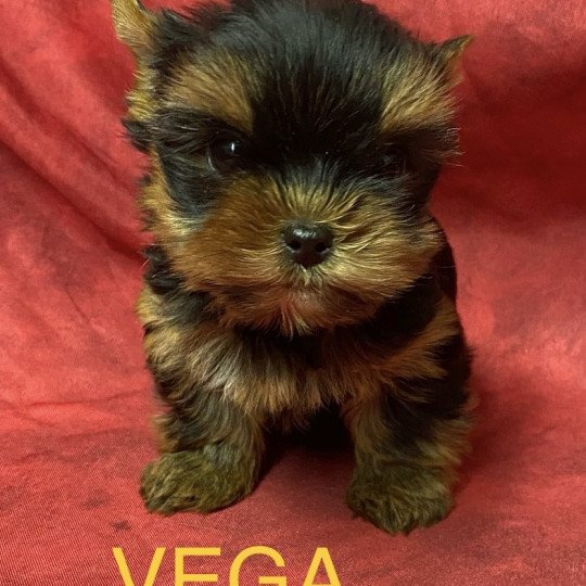 chiot Yorkshire terrier VEGA york à réserver Domaine de la Chantelaie
