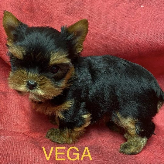 chiot Yorkshire terrier VEGA york à réserver Domaine de la Chantelaie