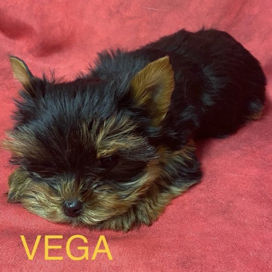 chiot Yorkshire terrier VEGA york à réserver Domaine de la Chantelaie