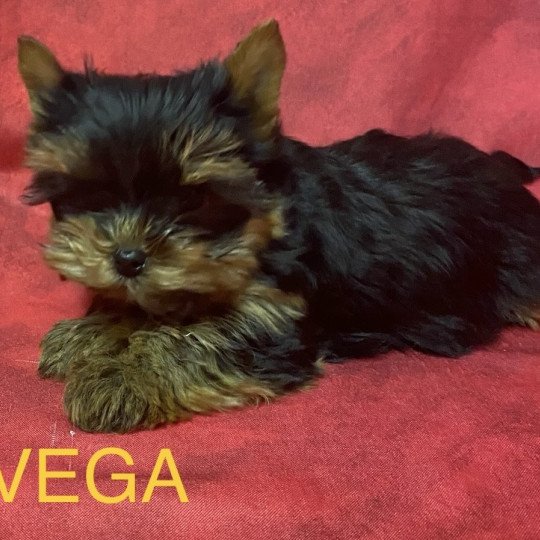 chiot Yorkshire terrier VEGA york à réserver Domaine de la Chantelaie