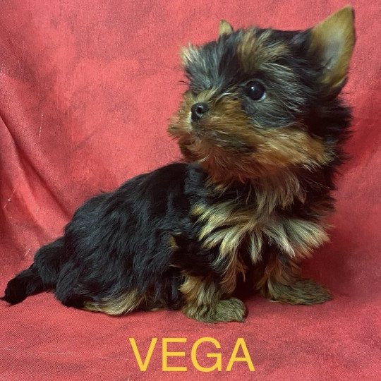 chiot Yorkshire terrier VEGA york à réserver Domaine de la Chantelaie