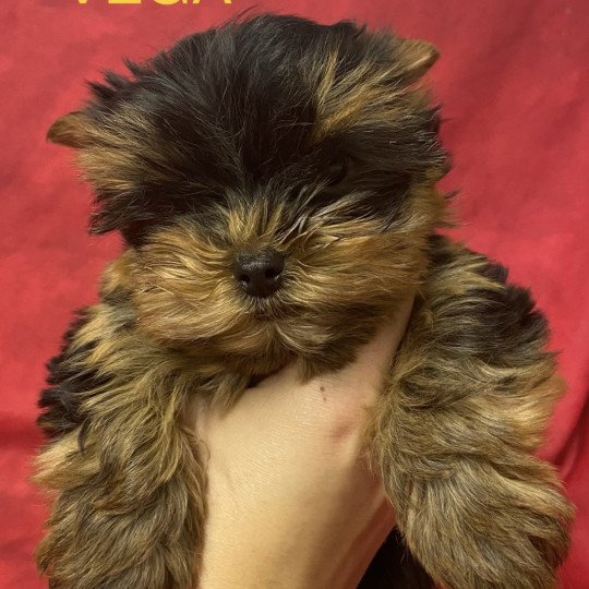 chiot Yorkshire terrier VEGA york à réserver Domaine de la Chantelaie