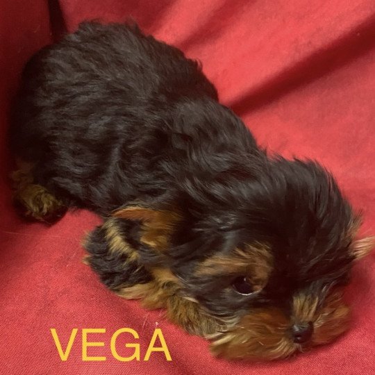 chiot Yorkshire terrier VEGA york à réserver Domaine de la Chantelaie