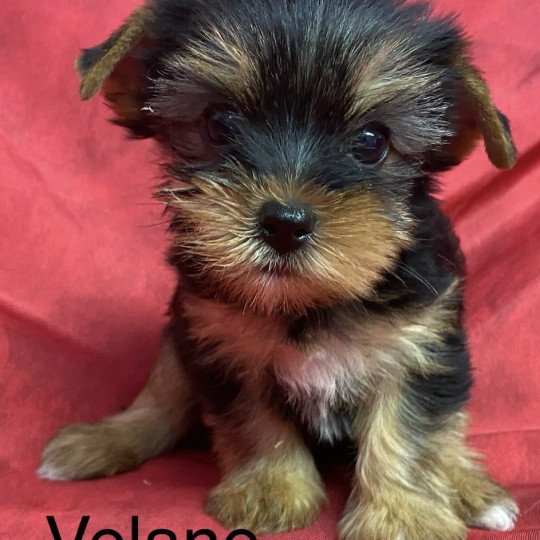 VÉLANE yorkshire terrier Femelle Yorkshire terrier