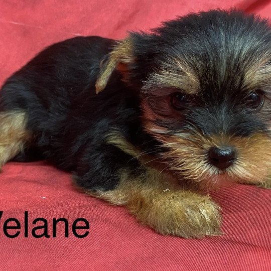 chiot Yorkshire terrier VÉLANE yorkshire terrier Domaine de la Chantelaie