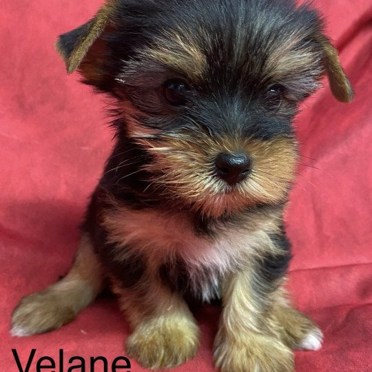 chiot Yorkshire terrier VÉLANE yorkshire terrier Domaine de la Chantelaie