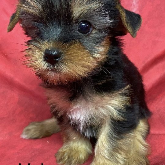 chiot Yorkshire terrier VÉLANE yorkshire terrier Domaine de la Chantelaie