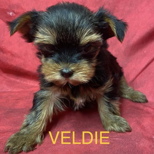 chiot Yorkshire terrier VELDIE york à réserver Domaine de la Chantelaie
