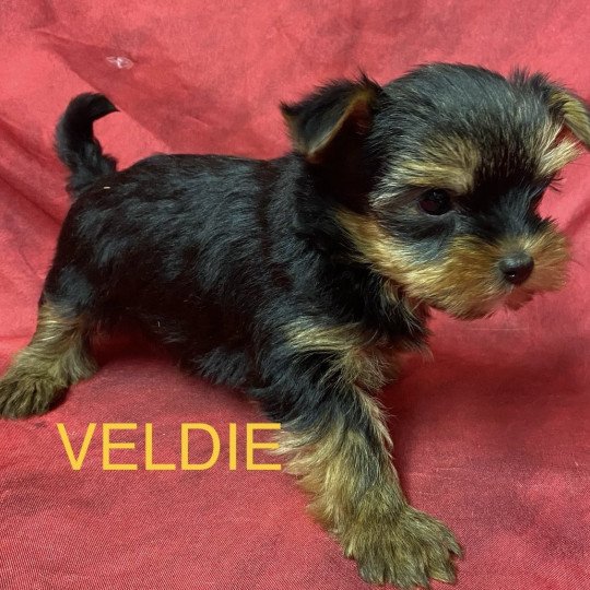 chiot Yorkshire terrier VELDIE york à réserver Domaine de la Chantelaie