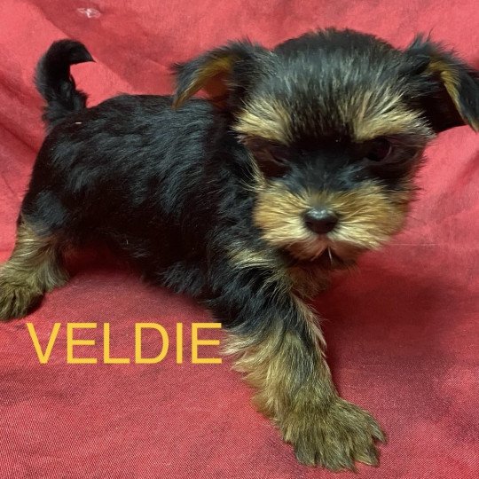 chiot Yorkshire terrier VELDIE york à réserver Domaine de la Chantelaie