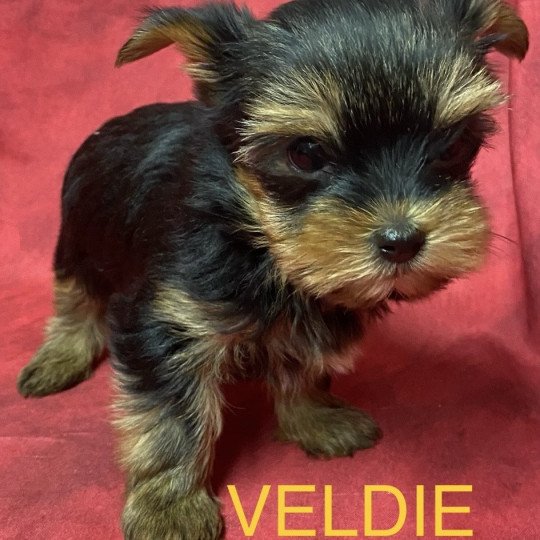 chiot Yorkshire terrier VELDIE york à réserver Domaine de la Chantelaie