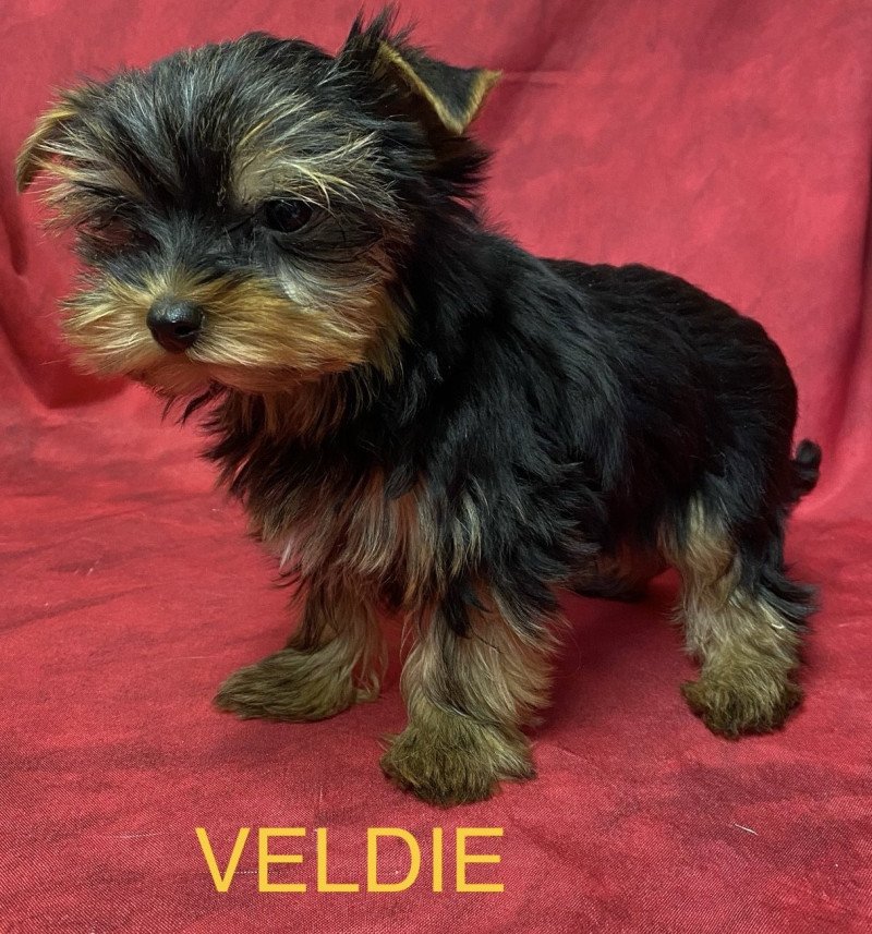 VELDIE york Femelle Yorkshire terrier