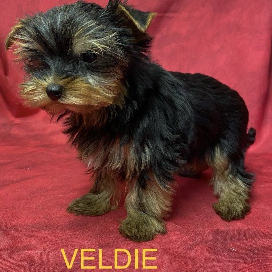 VELDIE york Femelle Yorkshire terrier