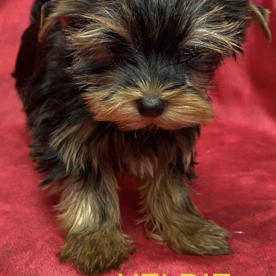 chiot Yorkshire terrier VELDIE york à réserver Domaine de la Chantelaie