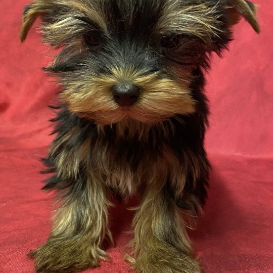 chiot Yorkshire terrier VELDIE york à réserver Domaine de la Chantelaie
